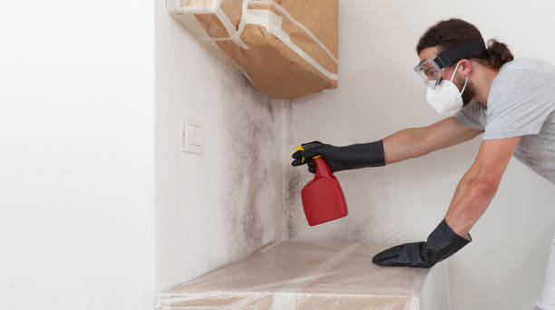 Professional Basement Mold Remediation technician working in Auburn, WA