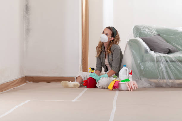 Reliable Basement Mold Remediation contractor in Auburn, WA by Mold Remediation HQ