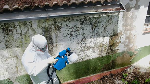 Top rated local Basement Mold Remediation specialists in Auburn, WA